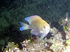 Chromis scotti