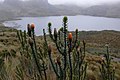 Chukirawa, Cajas mama llaqta parkipi