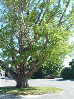 Gingkoträd i området 2007