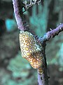 Flamingo Tongue shell on a Sea Fan