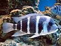 Cyphotilapia frontosa, a species of fish endemic to Lake Tanganyika