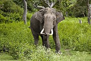 繁殖期のインドゾウ（雄、バンディプール国立公園）