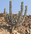 Euphorbia virosa