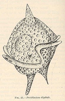 FMIB 40833 Peridinium digitale.jpeg