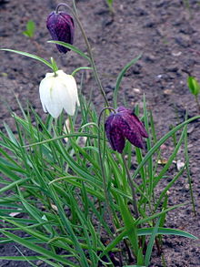 Fritillaria meleagris resize.JPG