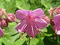 Geranium cantabrigiense