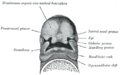 Under surface of the head of a human embryo about twenty-nine days old.