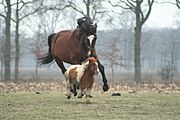 Cheval domestique (y compris poney)