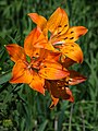 Lilium bulbiferum var. bulbiferum aus Niederösterreich