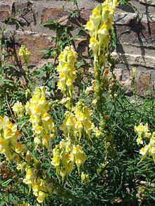 Linaria Vulgaris Mill.jpg