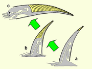 Schema dell'evoluzione tardo-cambriana dei nautiloidi, da forme (a) simili ai monoplacofori (Hypseloconidae), con setti ma ancora prive di sifone, a (b) nautiloidi primitivi (Plectronocerida) e a (c) nautiloidi con tutti i caratteri del gruppo (Ellesmerocerida). Nello schema è evidenziata la parte settata (fragmocono) della conchiglia.[N 19]