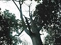 Crown of the 'Tsar' Oak File:Oak in Bialowieza2('Tsar' Oak).jpg