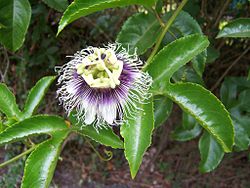 Passiflora edulis