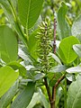 Feuillage et chaton de Salix eriocephala var. watsonii.