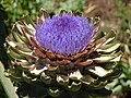 Cynara scolymus