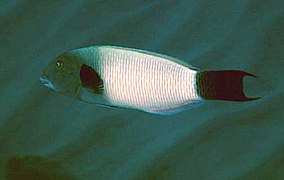 Thalassoma ballieui