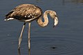 Flamant rose juvénile, dans la réserve naturelle de Gadhira, Malte. Septembre 2017.