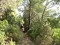 Une forêt sur l'île de Vis.