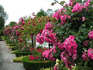 Rosarium från Wilhelmshaven