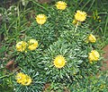 Isopogon anemonifolius