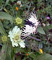 Eastern festoon (Allancastria cerisyi) tribe Zerythiini