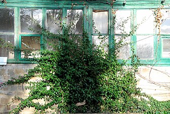 Bugainbilea (Bougainvillea)