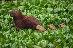 Capibara y sus crías