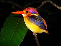 Oriental Dwarf Kingfisher