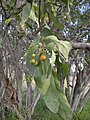 C. sinensis foliage and fruit.