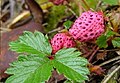 Stroberi Fragaria daltoniana