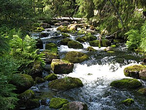 Bäck i Fulufjällets nationalpark.