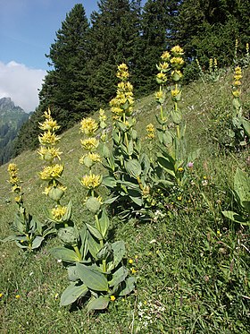 Gul Ensian (Gentiana lutea) Foto: Bernd Haynold