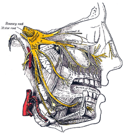 Průběh trojklaného nervu, hlavně jeho maxilární (2) a mandibulární (3) větve. Gray's Anatomy, 1918