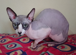 Sphynx bicolore.