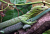 Smaragdwaran (Varanus prasinus)