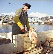 Fisken sløyes. Foto: Kristian Magnus Kanstad