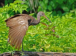 Limpkin performing a wing-stretch