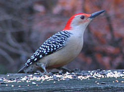 Tammiraitatikka (Melanerpes carolinus)