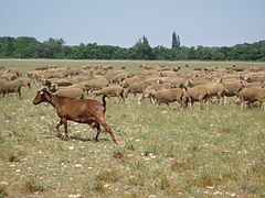 Élevage dans la Crau.