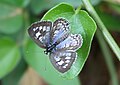 Leptotes plinius