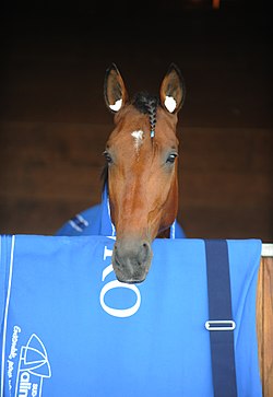 Timoko 001.jpg