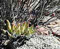 Adromischus filicaulis