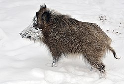 Bilde av et villsvin med deler av hodet dekket av snø.