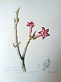 Adenium obesum