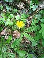 Aposeris foetida