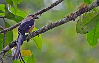 Photo of a very long-tailed tan bird with black wings and tail, perched on a branch