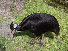 Toflikkasuar, Casuarius casuarius, Foto: Scott Hamlin