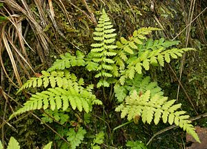 Skør bægerbregne (Cystopteris fragilis) fra Polen