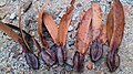 Six fruits de Dipterocarpus