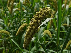 Millet des Oiseaux ou panis (Setaria italica)